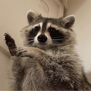 Meet your Posher, Leo